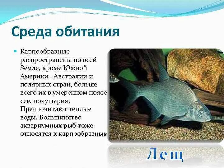 Среда обитания карпа