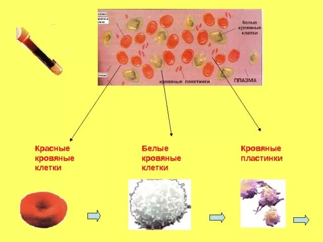 Кровь окружающий мир. Состав крови человека 3 класс окружающий. Из чего состоит клетка крови. Клетки крови 4 класс окружающий мир. Составные части крови.