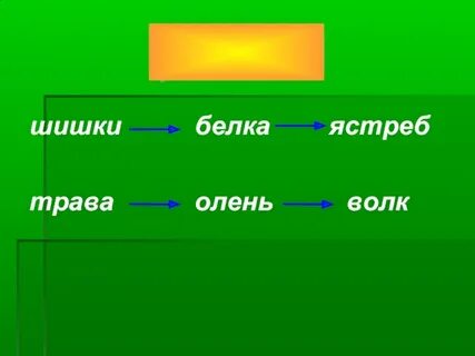 Пищевая цепь куница белка шишки ели ястреб