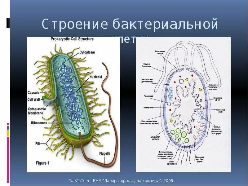 Бактерия строение функции. Рис. 2.2. Строение бактериальной клетки. Структура бактериальной клетки микробиология. Морфология бактерий. Строение бактериальной клетки. Основные структурные компоненты бактериальной клетки.