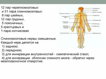 Количество спинномозговых нервов