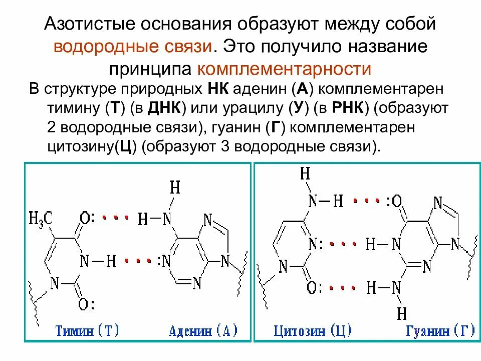 Комплементарные нуклеотиды рнк