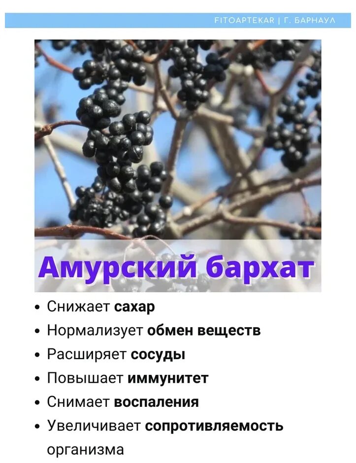 Бархат амурский в медицине. Бархат полезные свойства. Амурский бархат ягоды. Амурский бархат ягоды лечебные. Амурский бархат ягоды.