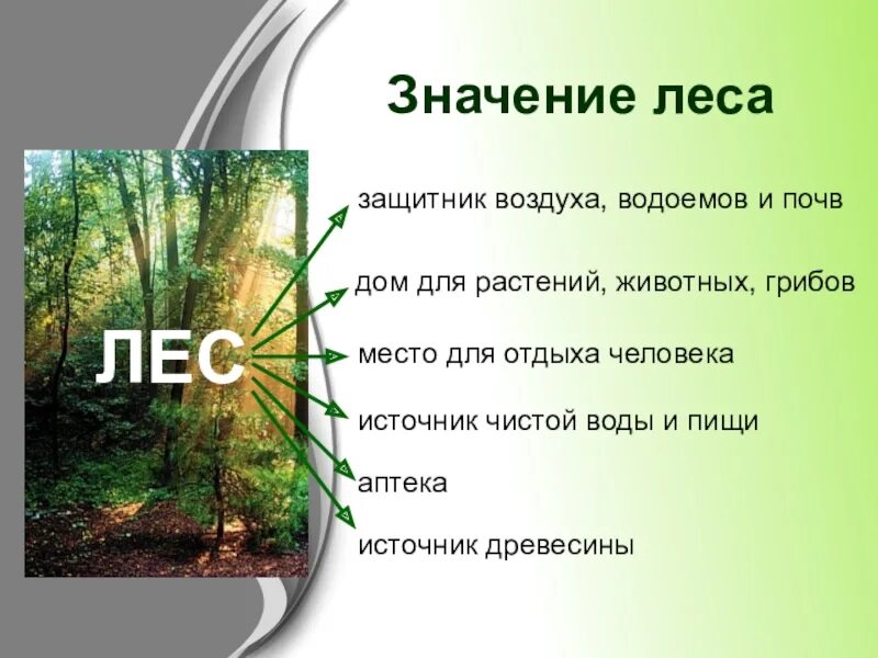 Окружающее значить. Значение леса. Лес защитник воздуха водоемов и почв. Защита леса презентация. Значимость леса для человека.