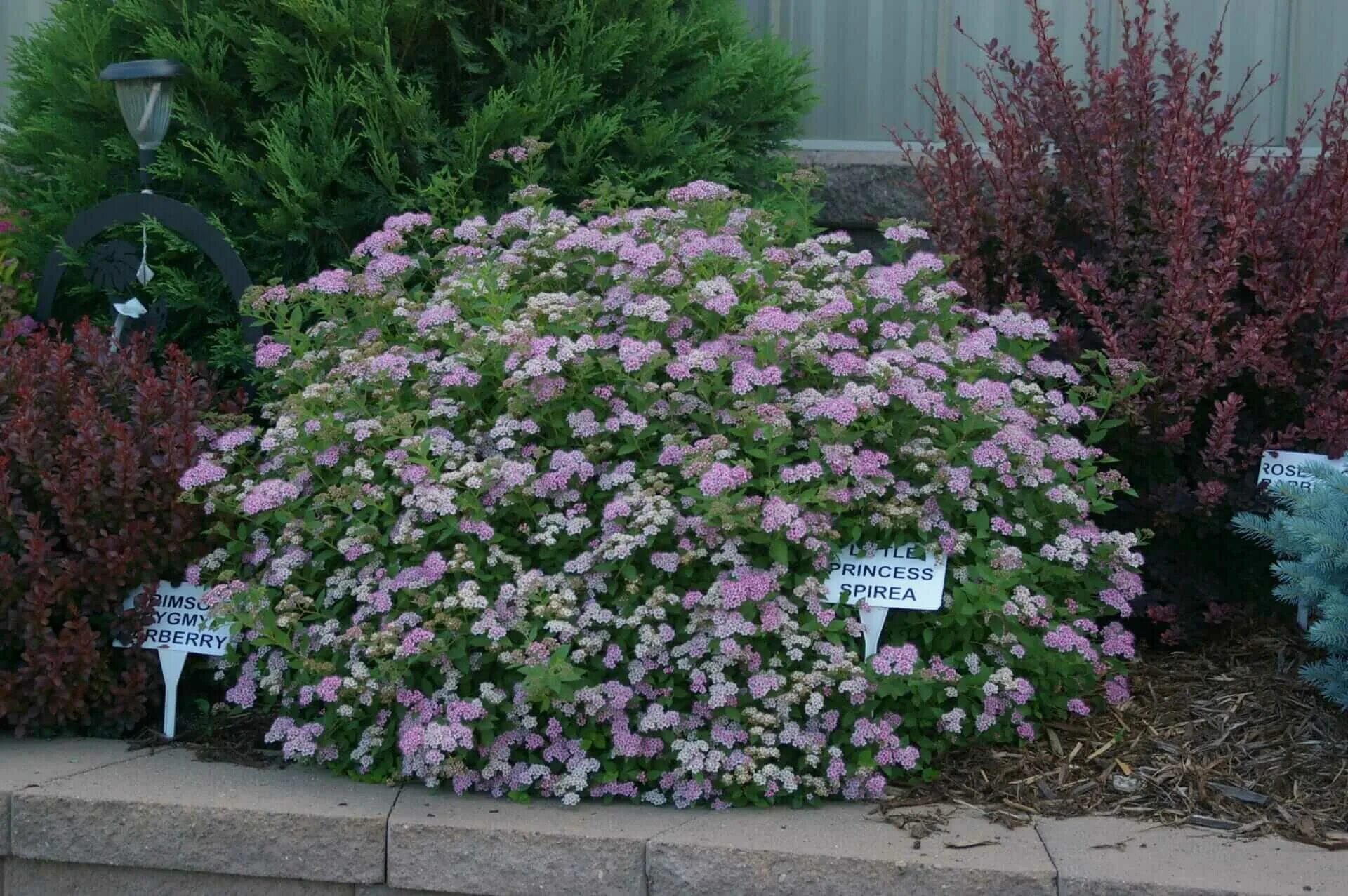 Спирея японская little Princess. Спирея японская Литтл принцесс. Спирея японская (Spiraea japonica `little Princess`). Спирея японская Лита припуесс.