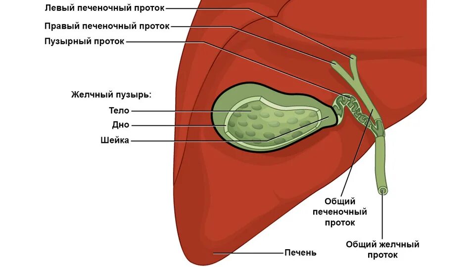 Желчный пузырь глаза