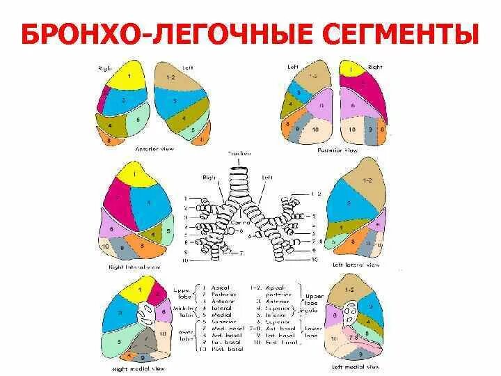 Доли легкого на кт. Сегментарное строение легких на кт. Сегменты легких кт аксиальные. Кт анатомия легких по сегментам. Сегментарное строение легких боковая проекция.