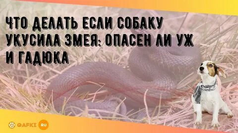 Укусы змей собак