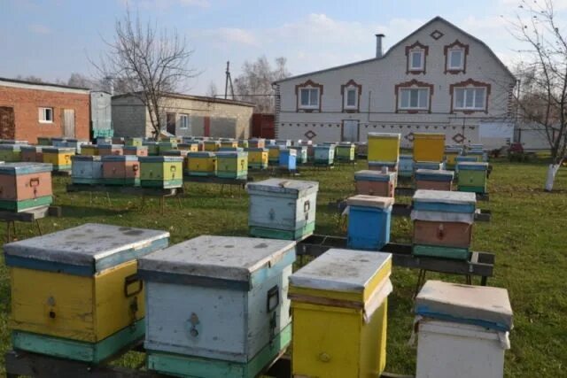 Пчеловодство тамбов. Пчеловоды тамбова. Пчеловоды тамбова. Пчеловоды тамбова. Пчеловоды тамбова.