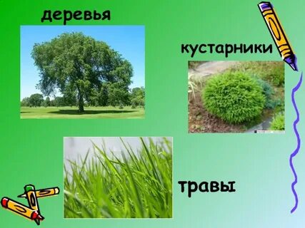 Растения дерево куст трава