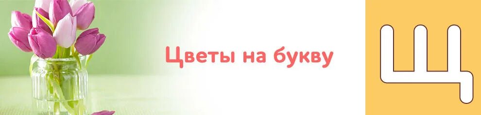 Растения на букву ш. Цветок на букву щ. Цветок на букву ш. Цветы на букву ш названия. Цветы на букву а.