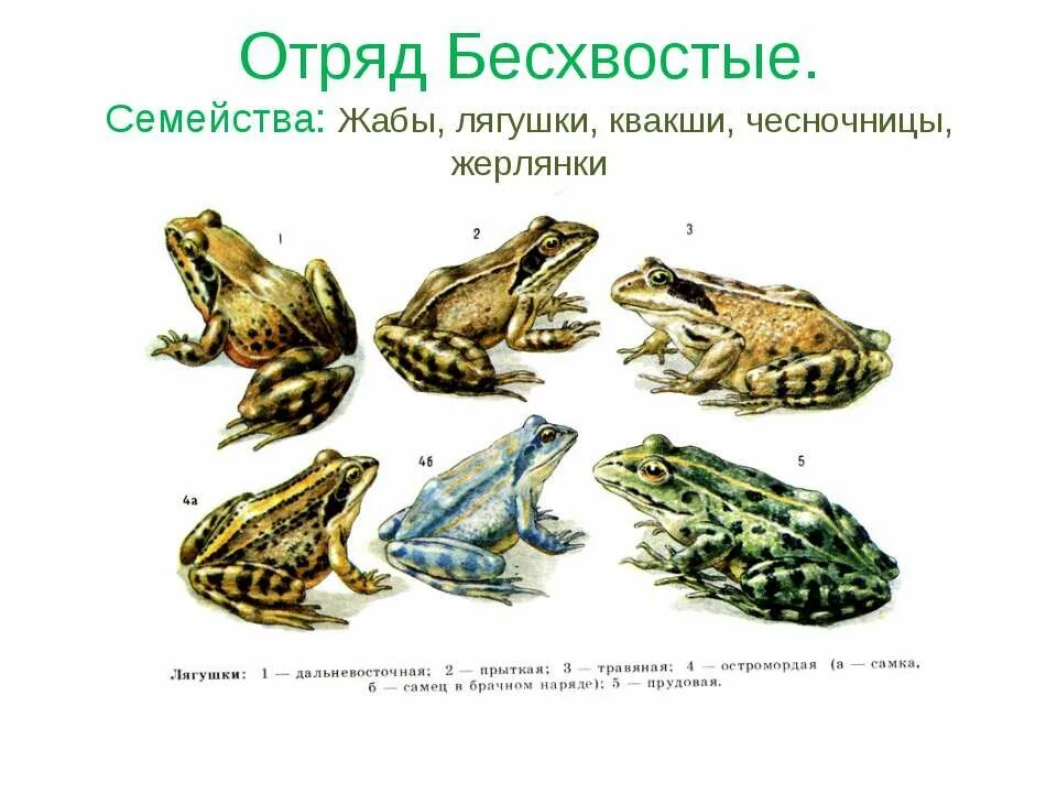 Представители бесхвостых земноводных. Отряд бесхвостые лягушки. отряд бесхвостые лягушки жабы чесночницы жерлянки квакши. представители бесхвостых амфибий. представители бесхвостых земноводных 7 класс.