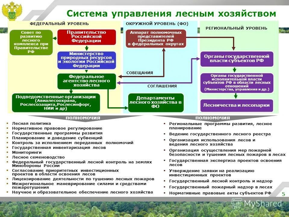 Полномочия в области лесных отношений. Федеральное агентство лесного хозяйства система. Система управления лесным хозяйством РФ. Департамент лесного хозяйства РФ. Структура лесного хозяйства России.