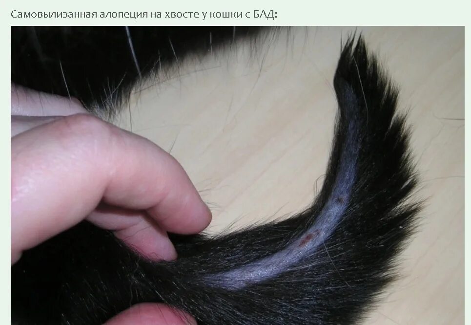 Кошка облезает