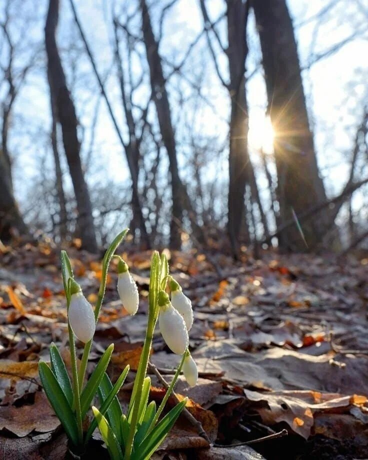 Апрельские цветы пролески. Пролески и подснежники. Весенняя природа. Картинки апрель красивые на телефон