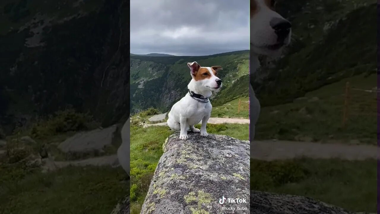 Локи бобо покажи видео. Джек Рассел Локи бобо. Локи бобо собачка. Локи бобо ГРЕННИ. Локи бобо 4.