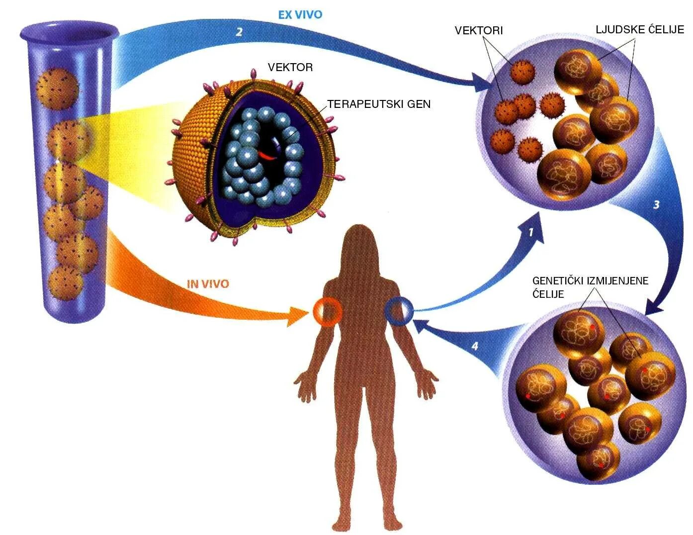 Генная терапия: in vivo, ex vivo, in situ. Генная терапия in vivo ex vivo. Генная терапия in situ. Схемы генной терапии in vivo и ex vivo. Исследования in vivo