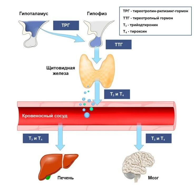 Кровь на тиреотропный гормон. Клетки мишени тиреотропного гормона. Функции тиреотропного гормона в организме человека. ТТГ щитовидной железы норма. Исследование уровня тиреотропного гормона ТТГ В крови.