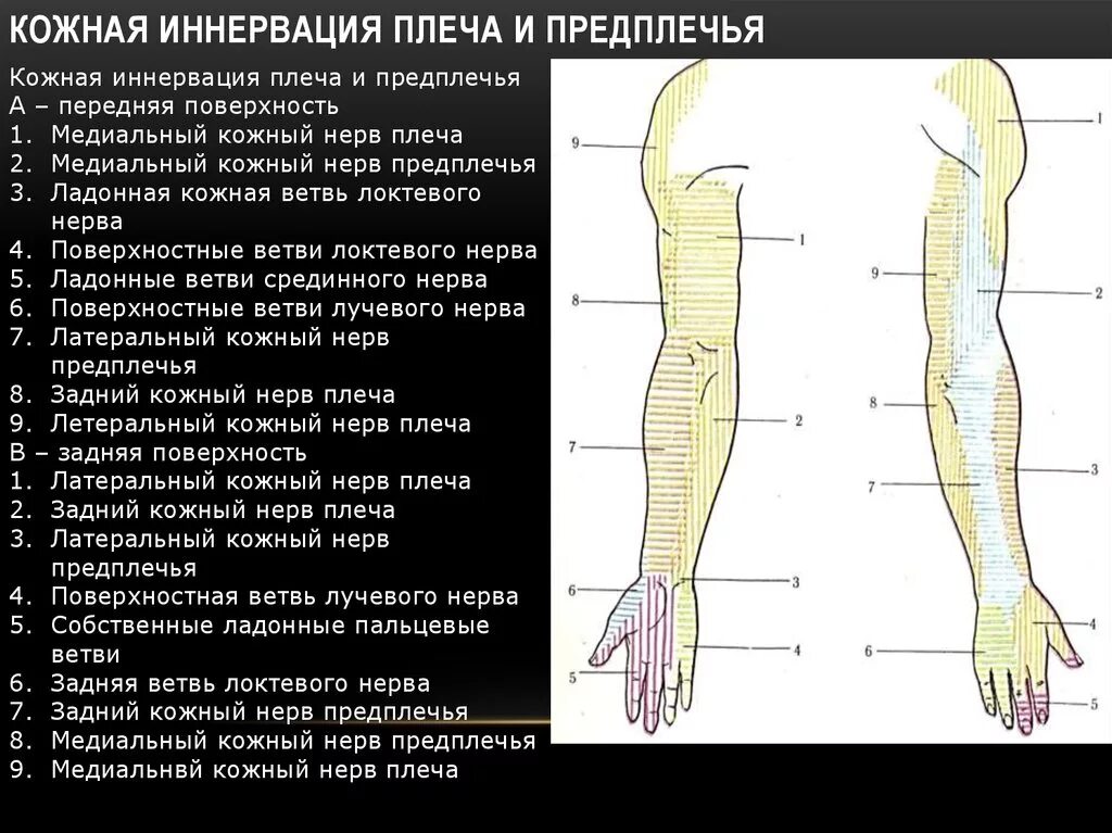 Кожно нервные. Кожная иннервация верхней конечности. Иннервация локтевого нерва. Мышечно-кожный нерв иннервирует мышцы предплечья. Зоны иннервации кожи кисти.