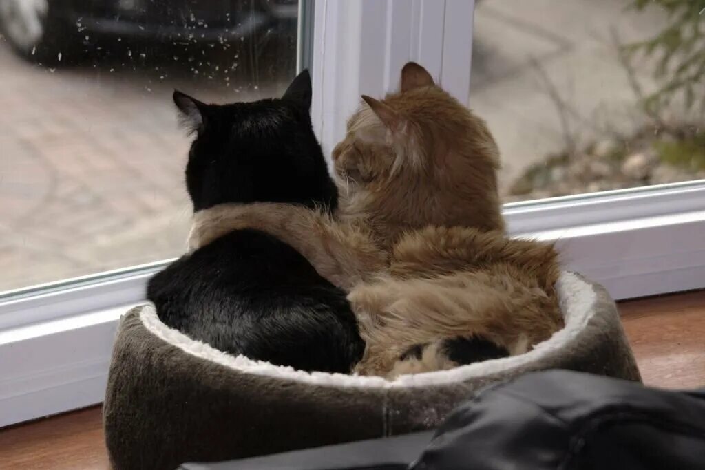 Любовь кошек и котов. Котики обнимаются. Влюбленные кошки. Кошки вдвоем. Кошачьи обнимашки.