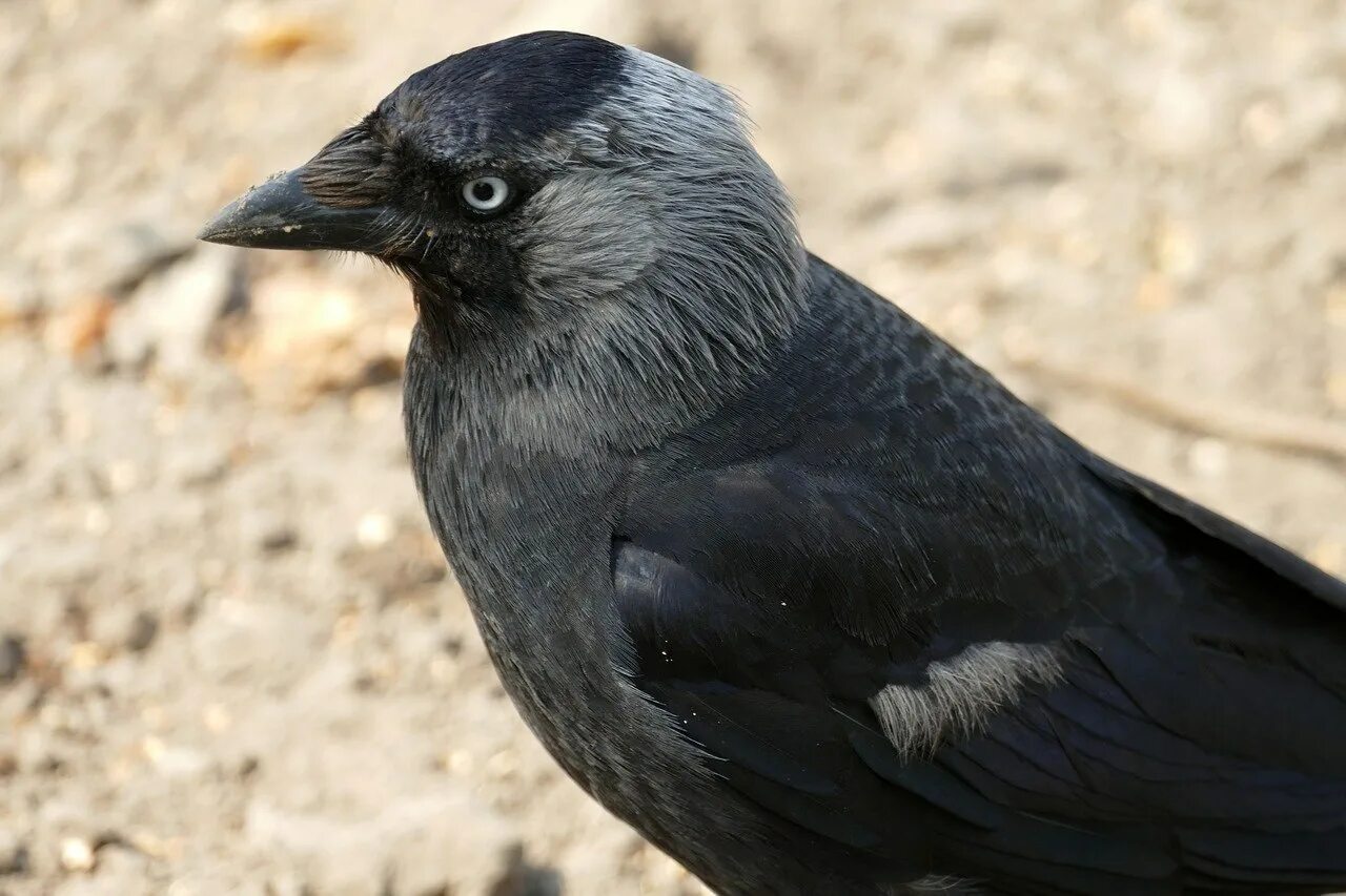 Птичка и ворона. Coloeus monedula. Coloeus monedula Грач. Галка (Coloeus monedula, Corvus monedula). Европейская Галка.