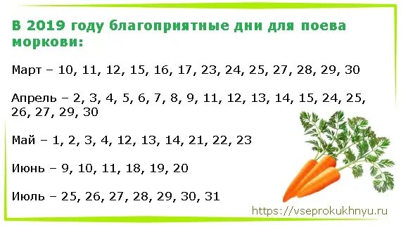 Морковка какое число. Культурные сорта моркови. Морковка какое число. С английского на русский carrot. Морковка какое число.