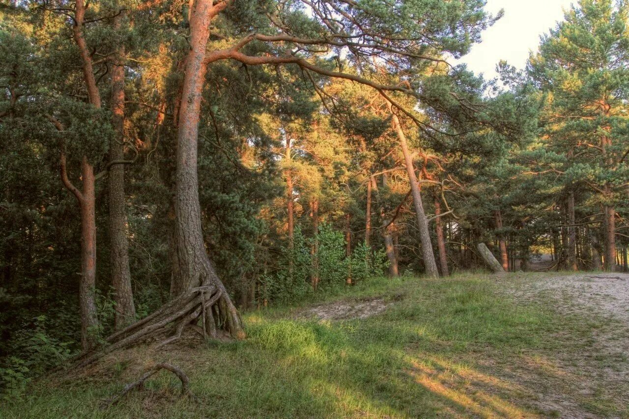 блэклист сосновый. парк сосновый бор пермь. сосновый бор москва парк. районы соснового бора. лес сосновый бор канск.