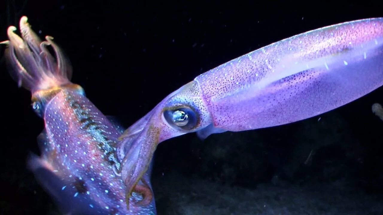 Головоногие моллюски кальмар. Гавайский кальмар Euprymna scolopes. Биолюминесценция кальмар. Taningia Danae моллюск. Каракатица организм