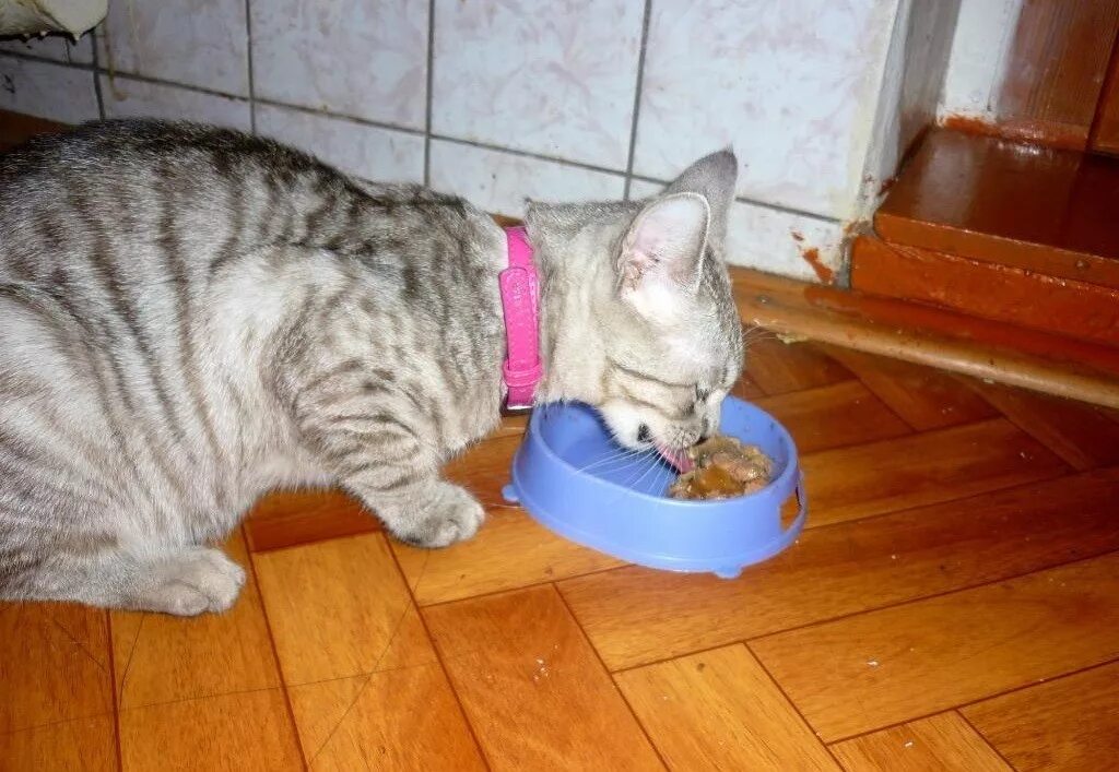 Кошка рыгает после еды