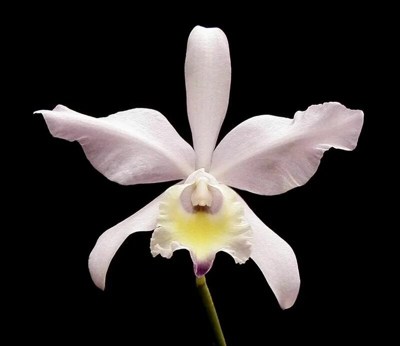 Каталея. Колумбийская орхидея каттлея. Орхидея каттлея. Каталея. Каттлея рене.