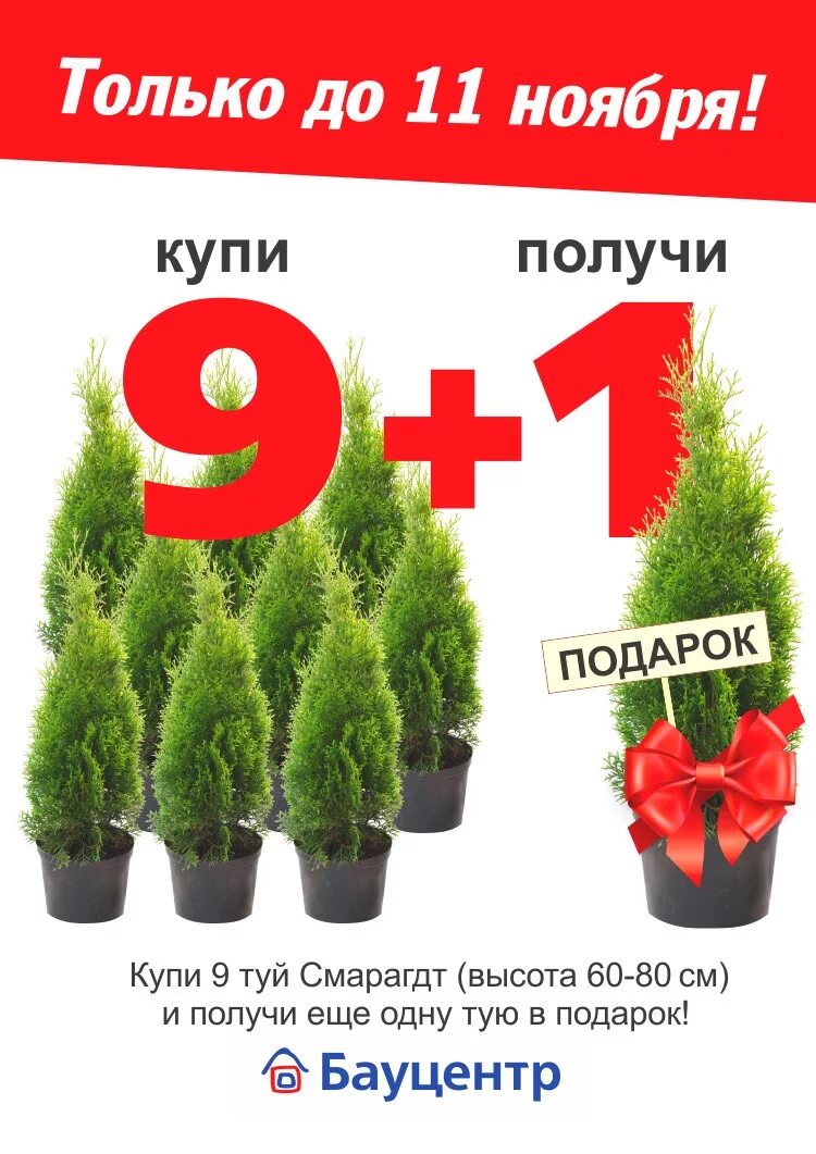 Саженцы прайс. Скидка на саженцы. Саженцы акция. Скидки на растения. Туя в подарок.