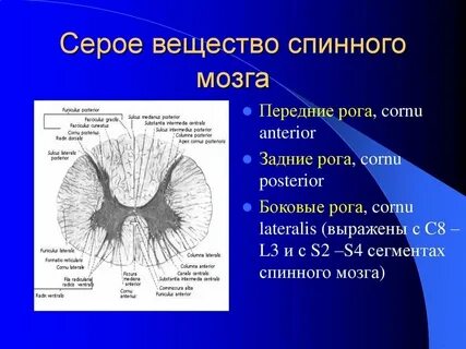 Задние рога серого вещества