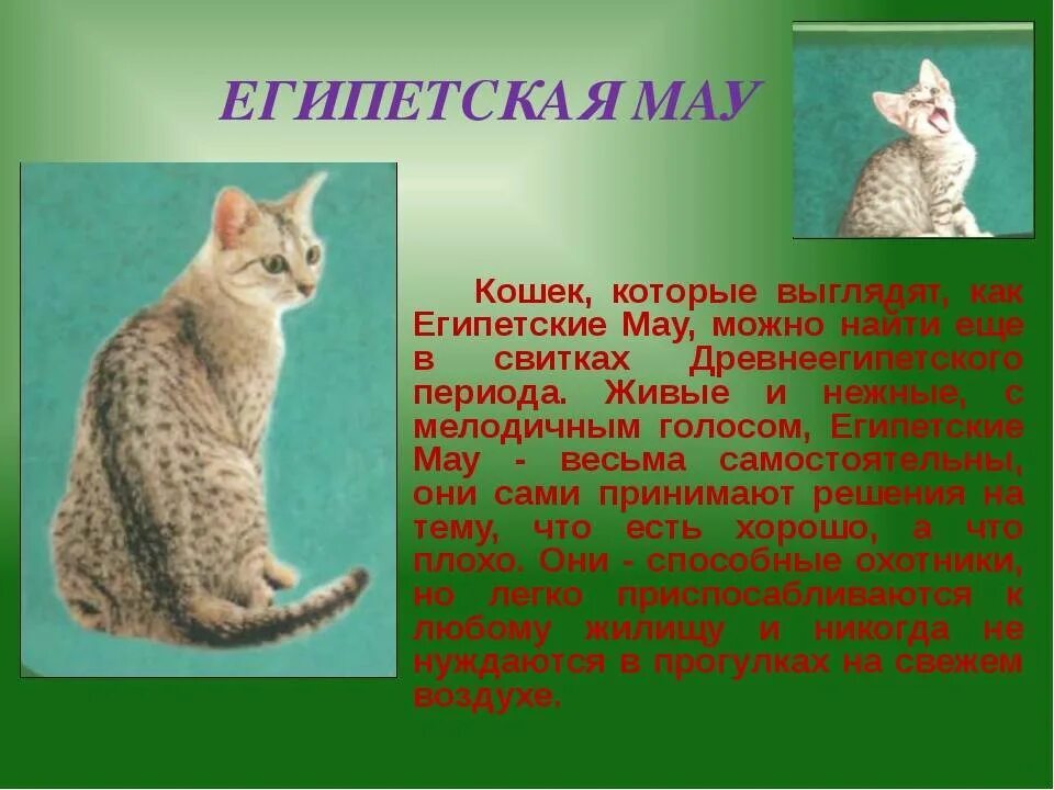 ЕГИПЕТСКАЯ МАУ: Клеопатра в кошачьем мире Интересные факты про породы кошек - Yo