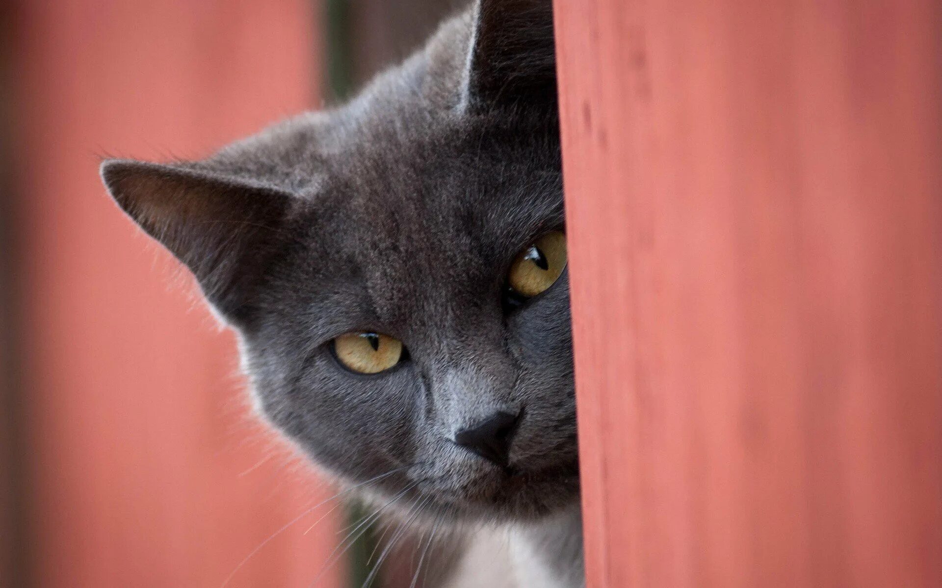 Котенок выглядывает. Хитрый кот. Кот выглядывает. Кощшка выгляддывает изза угла.