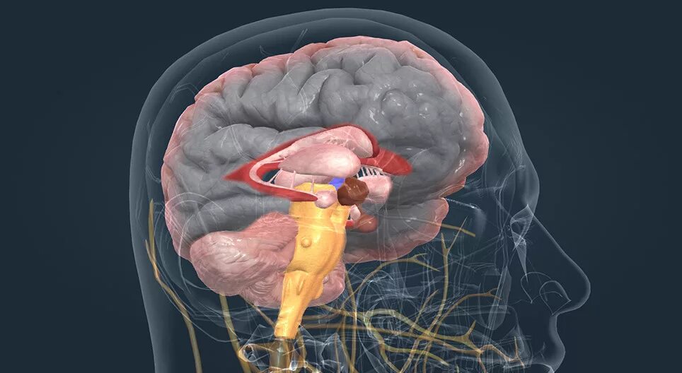 Main brain