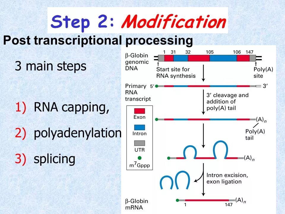 Processing 3 3 6. Post transcriptional modification. RNA modification. Сплайсинг cap. Процессинг.