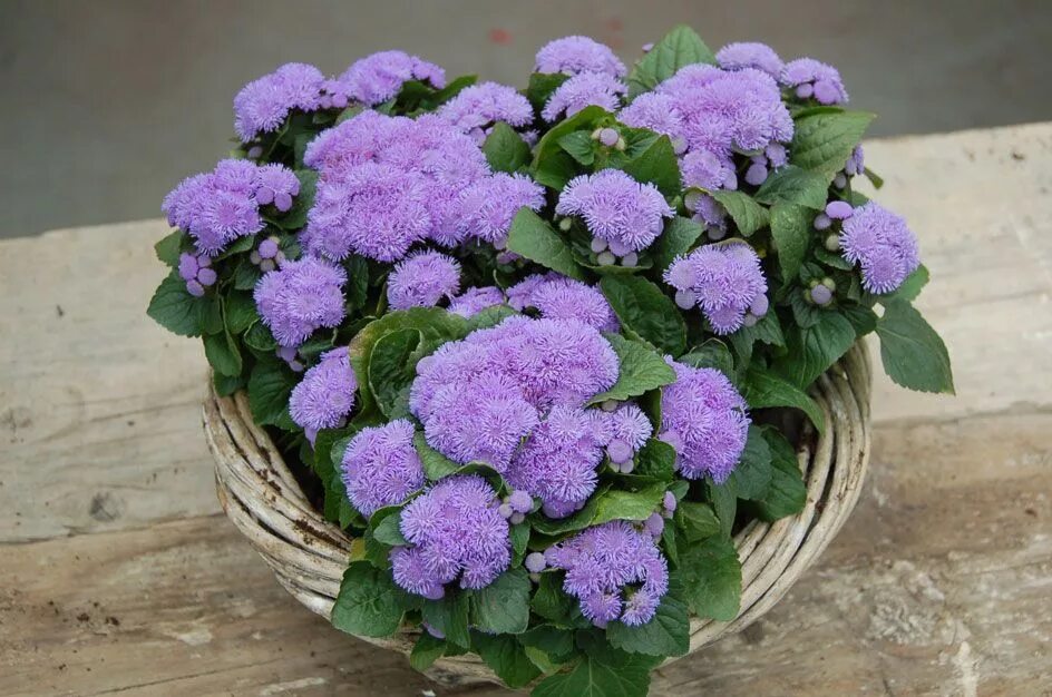 Агератум Хоустона (Ageratum houstonianum). Агератум Хоустона голубой. Агератум АЛОХА Блю. Агератум Блауштернхен.