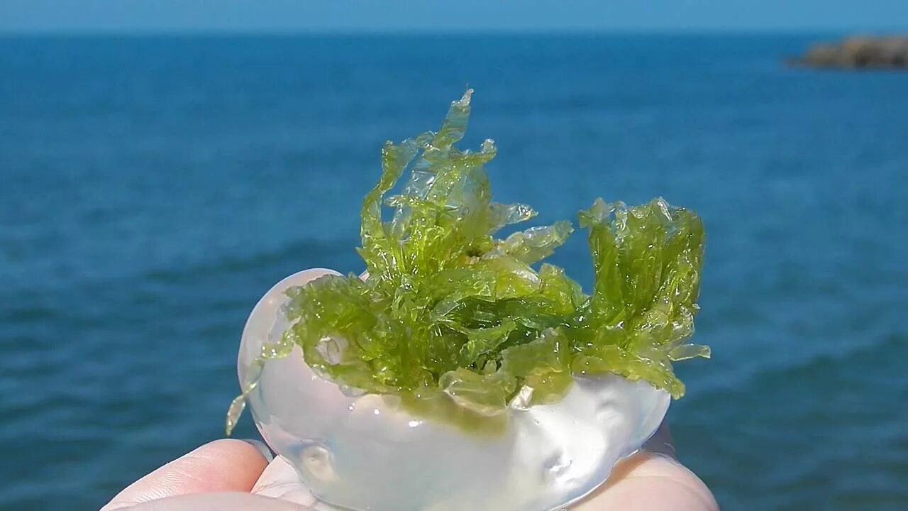 Вкус водорослей. «Жемчужина моря» водоросли диатомеи. Медуза в ламинарии. Ламинария Черноморская.