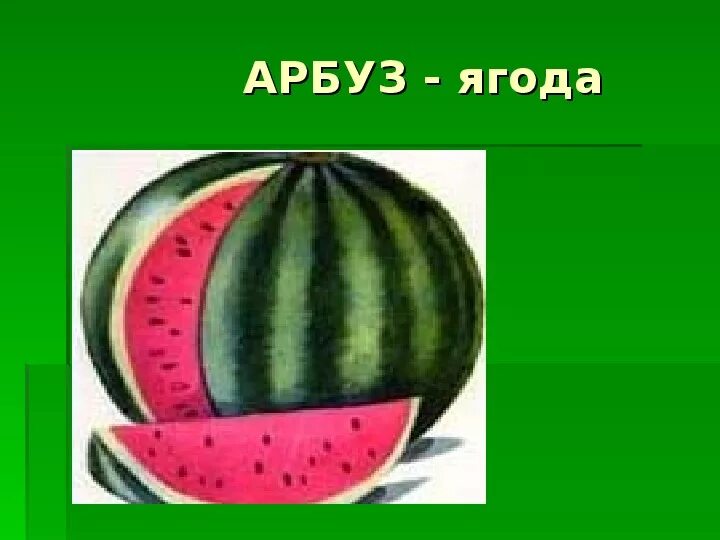 Арбуз pro. Плод арбуза это Тыквина или ягода. Арбуз плод Тыквина. Арбуз это ягода или фрукт или овощ. Арбуз название плода.