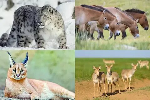 Писка каммингінің бейнесін қараңыз