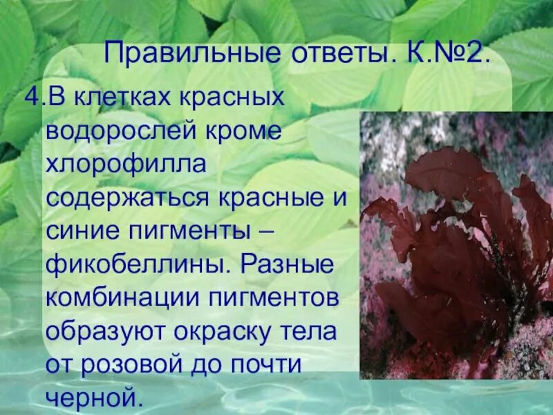 Хлорофилл красных водорослей. Пигменты бурых водорослей хлорофилл. Бурые водоросли содержат хлорофилл. Пигменты красных водорослей.