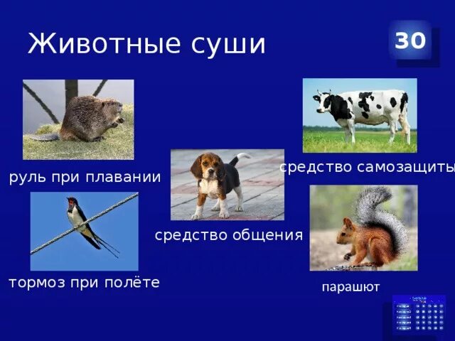 Освоение позвоночными животными суши. Животные суши. Животные обитатели суши. Животные суши презентация. Обитатели суши сообщение.