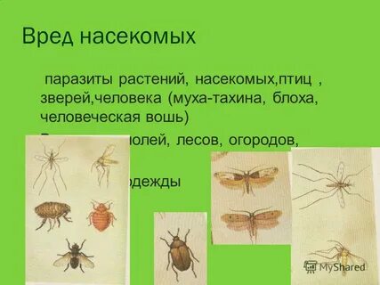 Вредные насекомые