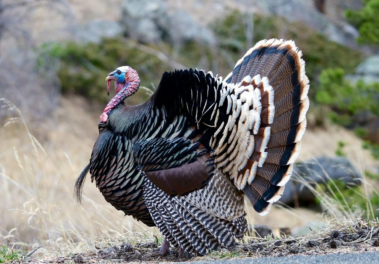 Есть ли индюк. Meleagris gallopavo. Wild Turkey индюк. Королевский индюк. Аспид индюк.