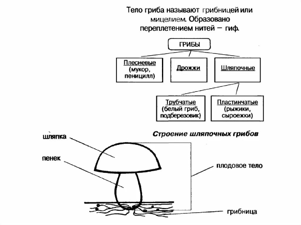 Мицелий шляпочных грибов. Грибы строение шляпочных грибов. Гриб строение шляпочного гриба. Схема плодовое тело шляпочного гриба. Строение шляпочного гриба строение.