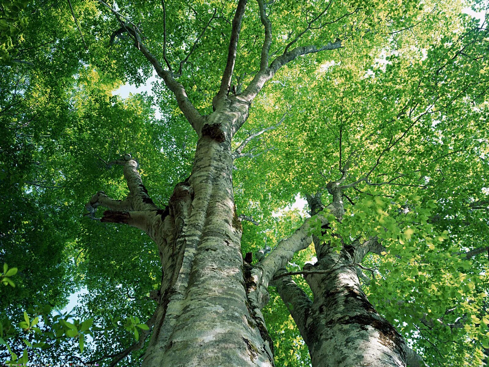 Дерево кипел. Осина (Populus tremula). Осина Сибирская. Тополь дрожащий осина. Тополь дрожащий (осина) – Populus tremula.