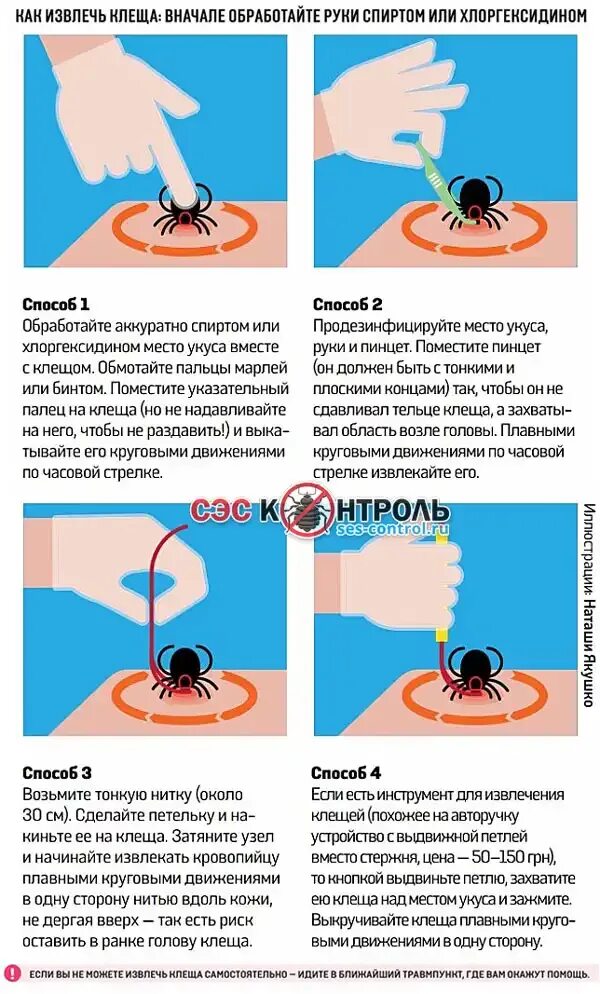 Как снять клеща самостоятельно Клещи: опасные гости и как их правильно удалить Отдыхай с SunLine в Сочи Дзен