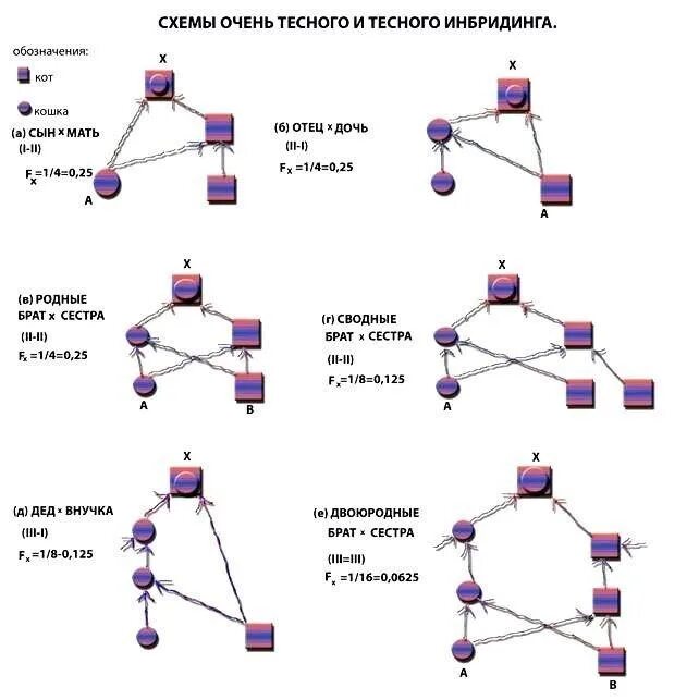 Близкородственное скрещивание получение чистых линий скрещивание. Линейное разведение собак схема. Инбридинг схема скрещивание. Инбридинг собак схема. Инбридинг 2:5.