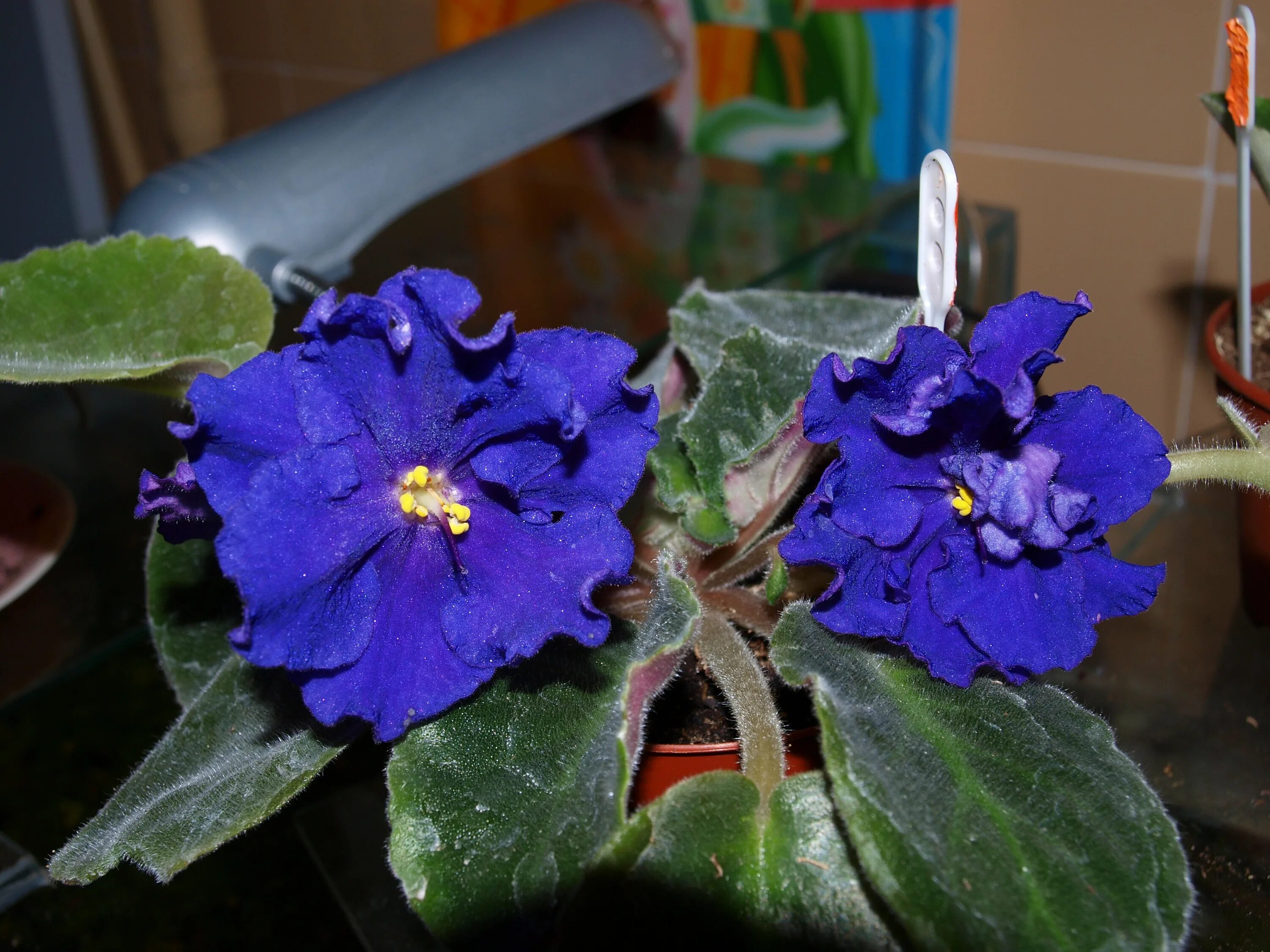 Фиалка ек амбассадор. Бархат фиалки. Бархат фиалки. Фиалка рс контраст. Фиалка ек первобытный инстинкт.