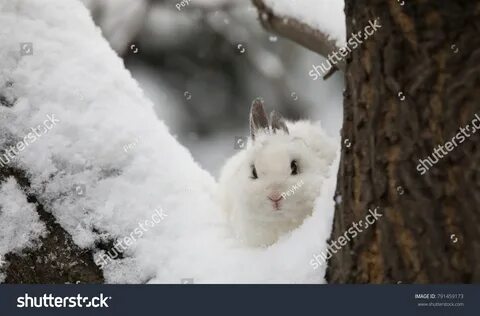 bunny,white rabbit on snow, hare in winter Adlı Stok Fotoğraf. bunny,white ...